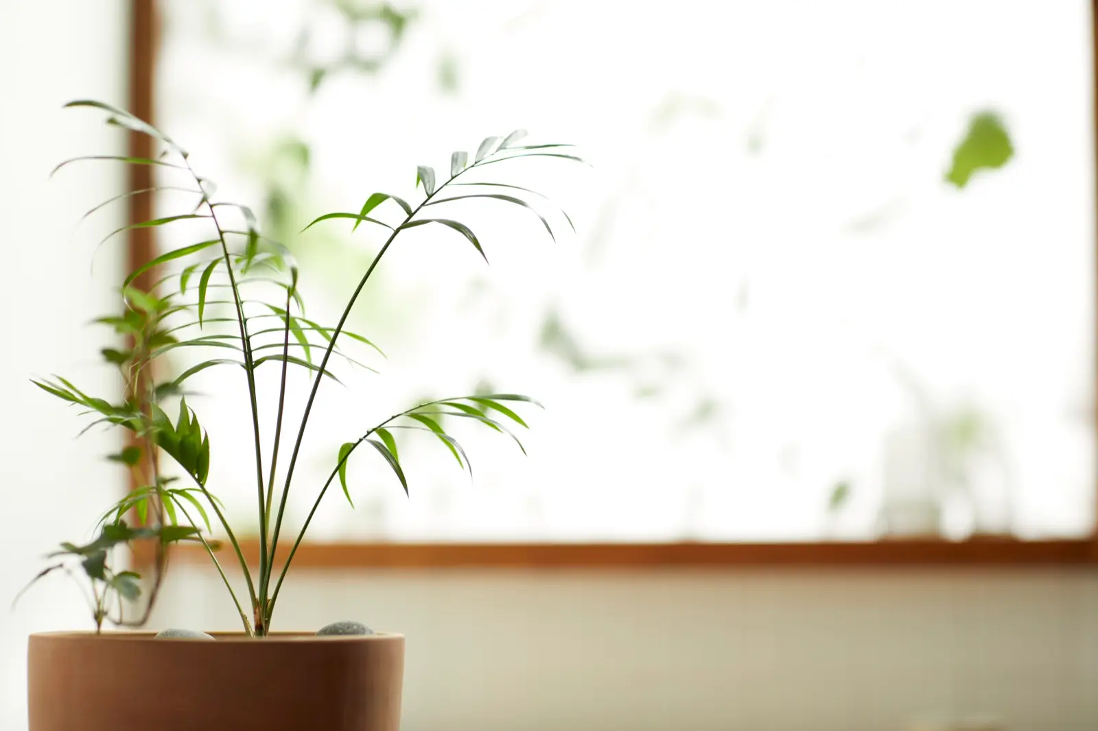 Calm therapy room with afternoon light and greenery, representing unhurried private practice intake